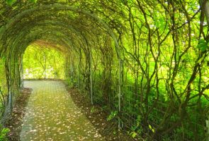 Powiększ zdjęcie: zielony tunel